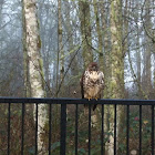 Red-Tailed Hawk (Juvenile)