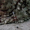 Emperor Shrimp