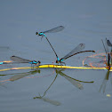 Common Blue Damsel fly