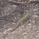 Yucatan Whiptail