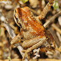 frog