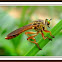 Green eyed robber fly