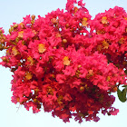 crape myrtle flowers