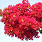 crape myrtle flowers
