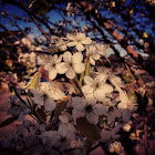 Pear blossom