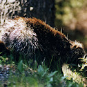 North American Porcupine