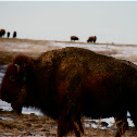 American Buffalo