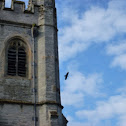 Jackdaw/ crow