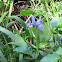 Douglas iris