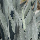 Agave