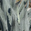 Agave