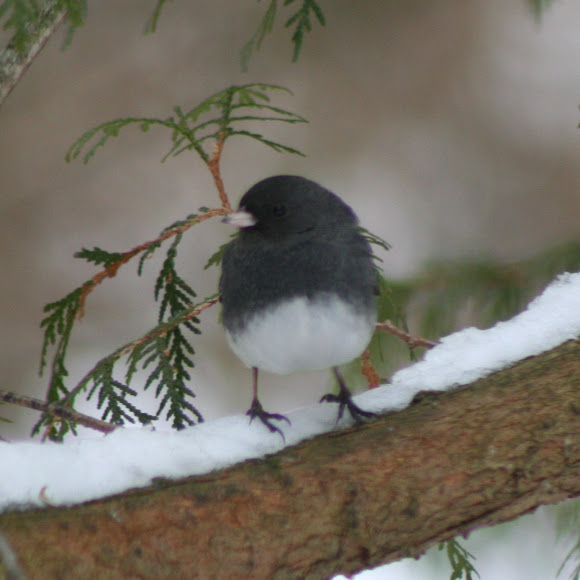 Spotting Image 1