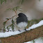 Dark-eyed Junco