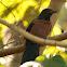 Greater Coucal