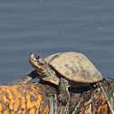 indian tent turtle