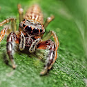 Jumping Spider