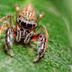 Jumping Spider