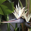 Giant White Bird of Paradise