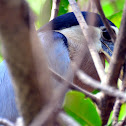 Boat-Billed Heron