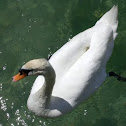 Mute Swan