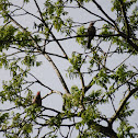 Northern Flicker
