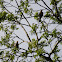 Northern Flicker