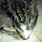 Tabby Cat