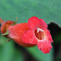 Kohleria