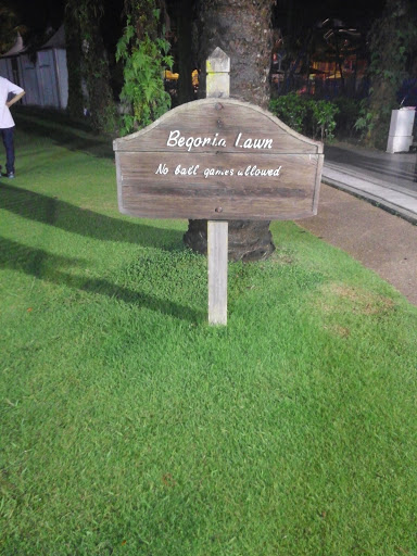 Begonia Lawn