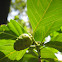 Great Morinda / Noni