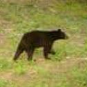 Black bear