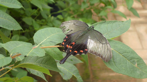 Spotting Image 1