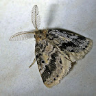 Moth
