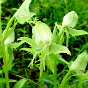 Limpricht's Rein Orchid
