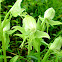 Limpricht's Rein Orchid