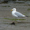Herring Gull
