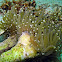 Joker Coral