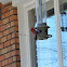 northern cardinal
