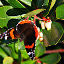 Borboleta