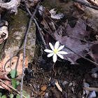 bloodroot