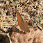 Brown butterfly.