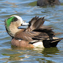 American Wigeon