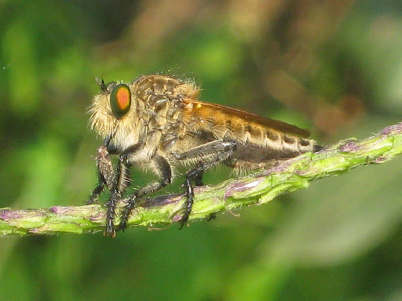 Spotting Image 1