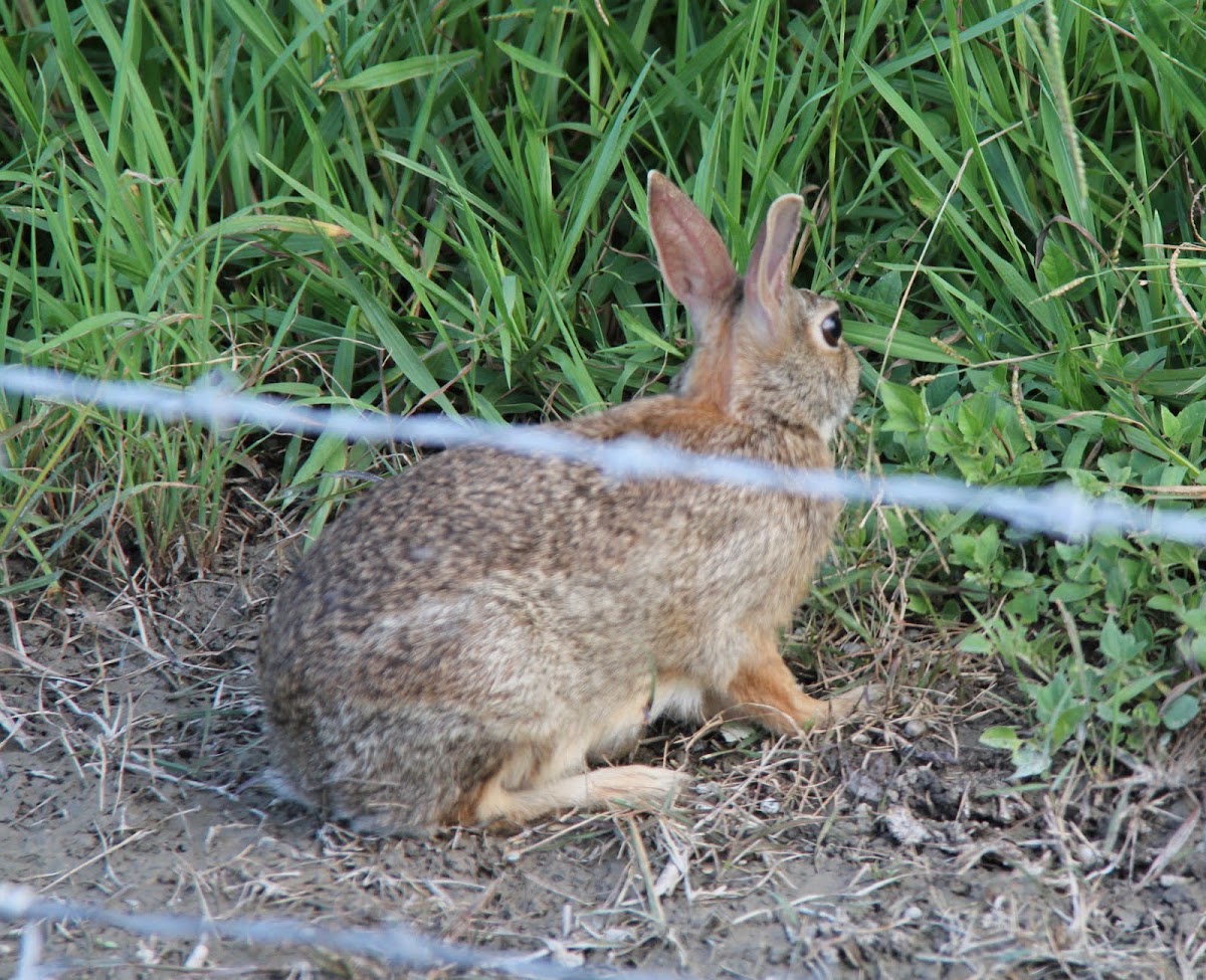 Rabbit
