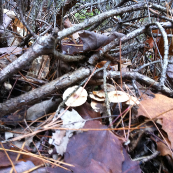 Spotting Image 1
