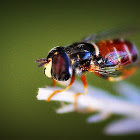 Stingless bee