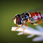 Stingless bee
