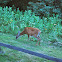 White-tailed Deer
