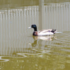 Mallard Duck