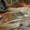 Malayan Horned Frog